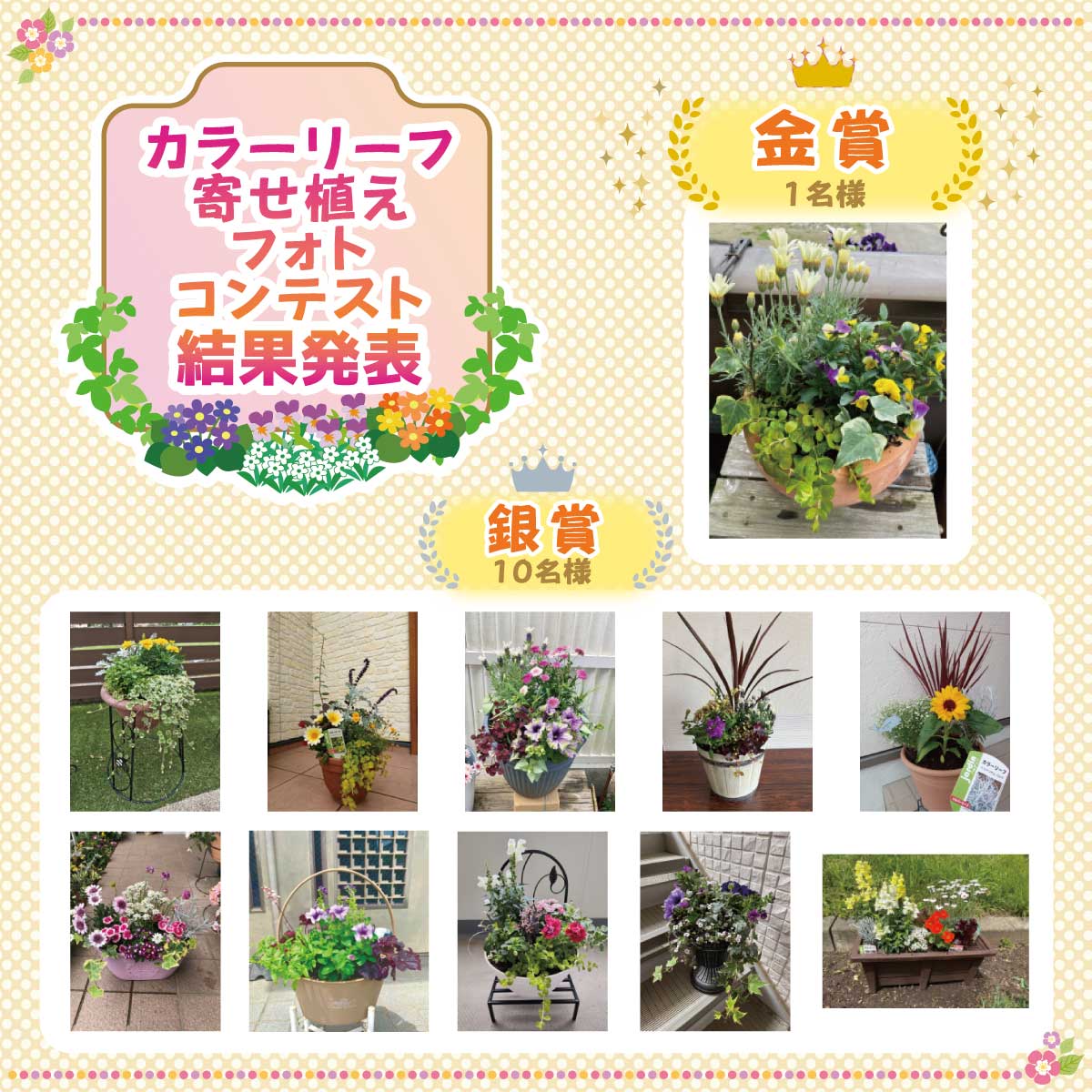 植物複数購入の方へ カラーリーフ寄せ植えフォトコンテスト