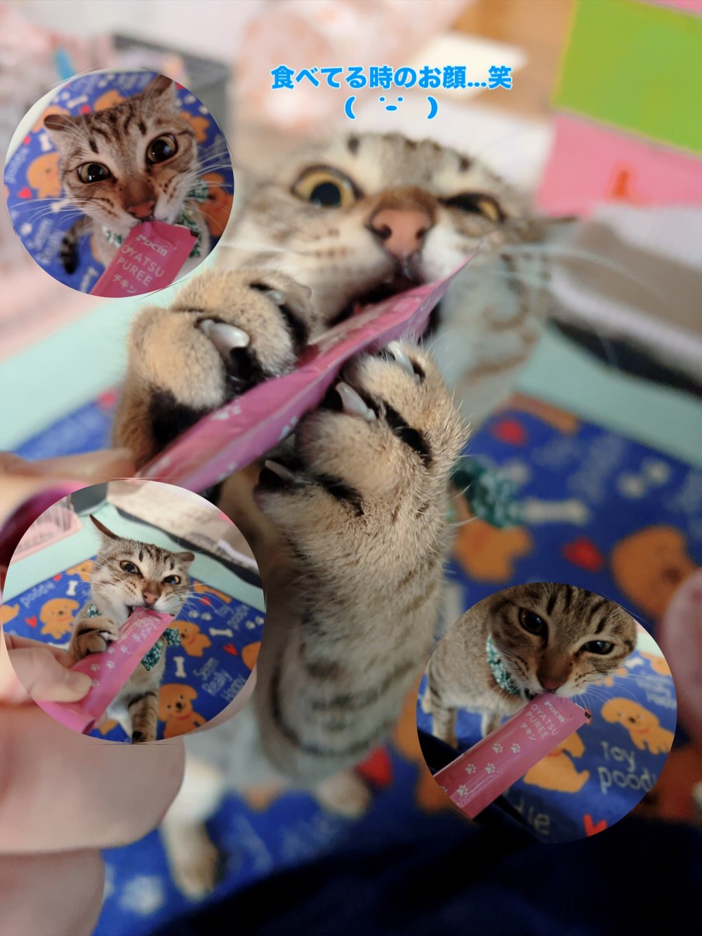 DCMねこちゃん部 ｜ コラム - くらしメイド ｜ DCM